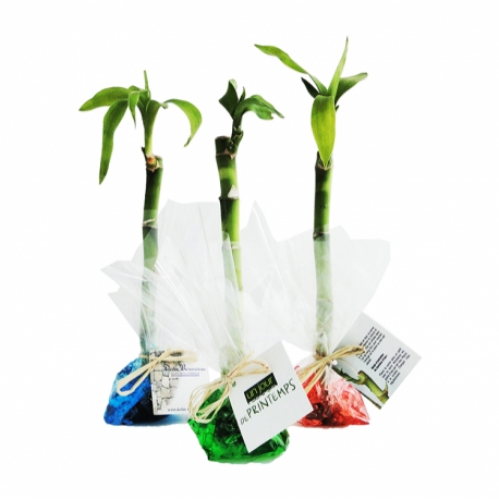 Advertising Plants - Canne chinoise individuelle