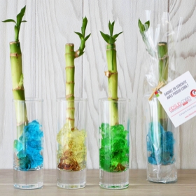 Plantes - Canne chinoise en vase