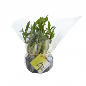 Plantes - La coupe Bambou