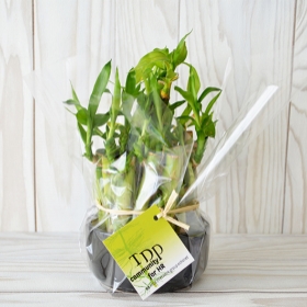 Advertising Plants - La coupe Bambou - 1