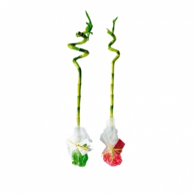 Plantes - Canne chinoise torsadée
