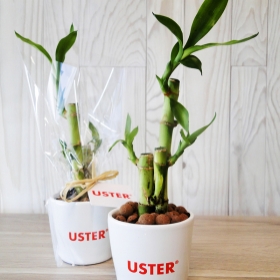 Plantes - Canne chinoise en pot ceramique