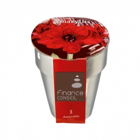 Plantes - Bulbes de Noël en pot argent