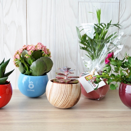 Plantes publicitaires - Plante en pot céramique aimanté