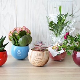 Plantes publicitaires - Plante en pot céramique aimanté - 0