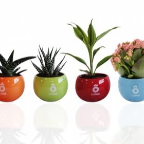 Plantes publicitaires - Plante en pot céramique aimanté - 1