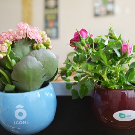 Plantes publicitaires - Plante en pot céramique aimanté - 2
