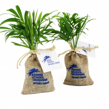 Kit de plantation publicitaires - Mini Olivier en pochon jute