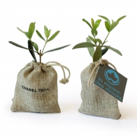 Kit de plantation publicitaires - Mini Olivier en pochon jute - 1