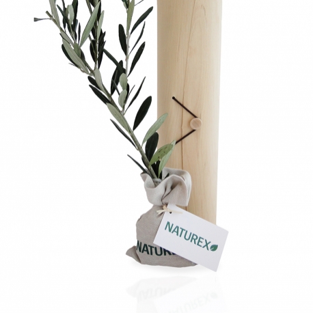 Plant d'arbre publicitaires - Le plant d'arbre en tube bois - Prestige