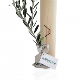 Plant d'arbre publicitaires - Le plant d'arbre en tube bois - Prestige - 0