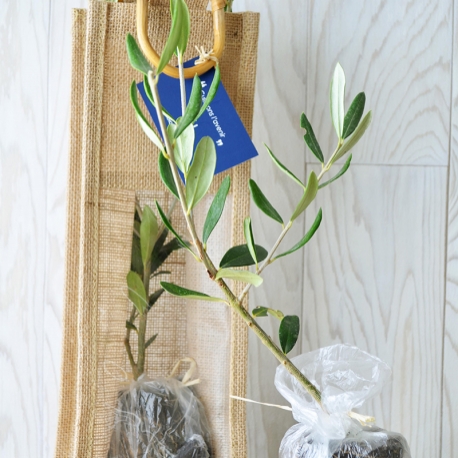 Plant d'arbre publicitaires - Plant d'arbre en sac tissu - Feuillus
