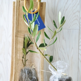 Plant d'arbre publicitaires - Plant d'arbre en sac tissu - Feuillus - 0
