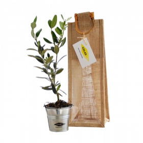 Plant d'arbre publicitaires - Plant d'arbre en sac tissu - Feuillus - 1