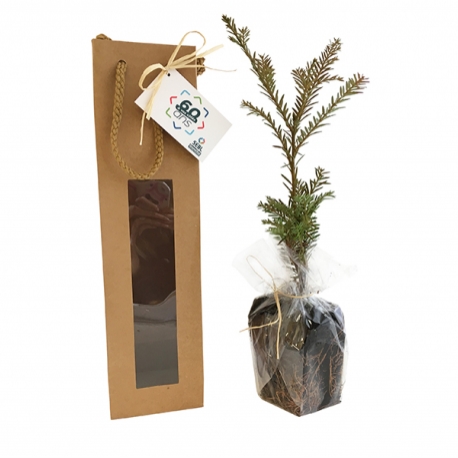Advertising Tree plant - Plant d'arbre en sac kraft - Résineux