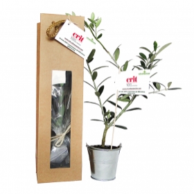 Plant d'arbre publicitaires - Plant d'arbre en sac kraft - Prestige - 2