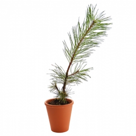 Plant d'arbre - Plant d'arbre en pot terre cuite - Résineux