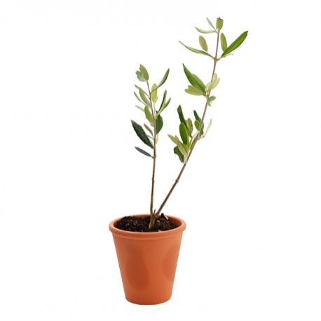 Plant d'arbre publicitaires - Plant d'arbre en pot terre cuite - Prestige