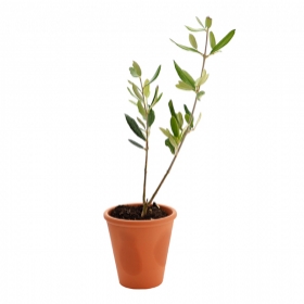 Plant d'arbre publicitaires - Plant d'arbre en pot terre cuite - Prestige - 0