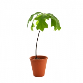 Plant d'arbre publicitaires - Plant d'arbre en pot terre cuite - Prestige - 1