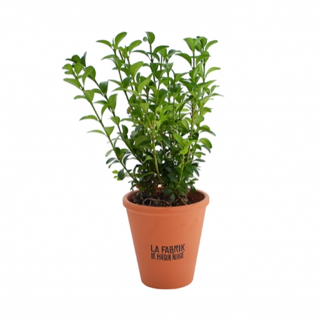 Advertising Tree plant - Plant d'arbre en pot terre cuite - Feuillus