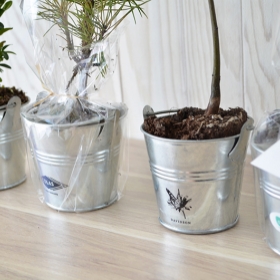 Plant d'arbre - Plant d'arbre en pot zinc - Résineux