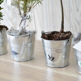 Advertising Tree plant - Plant d'arbre en pot zinc - Résineux - 0