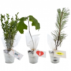 Plant d'arbre publicitaires - Plant d'arbre en pot zinc - Résineux - 2