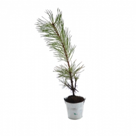 Advertising Tree plant - Plant d'arbre en pot zinc - Résineux - 3