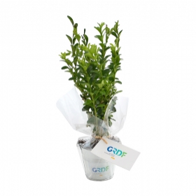 Advertising Tree plant - Plant d'arbre en pot zinc - Résineux - 4