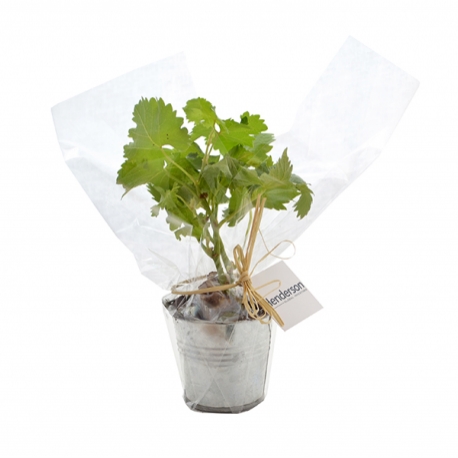 Advertising Tree plant - Plant d'arbre en pot zinc - Prestige