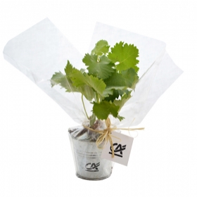 Plant d'arbre publicitaires - Plant d'arbre en pot zinc - Prestige - 1