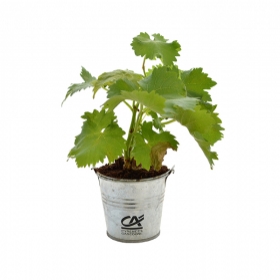 Plant d'arbre publicitaires - Plant d'arbre en pot zinc - Prestige - 2