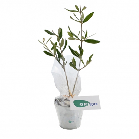 Plant d'arbre publicitaires - Plant d'arbre en pot zinc - Feuillus
