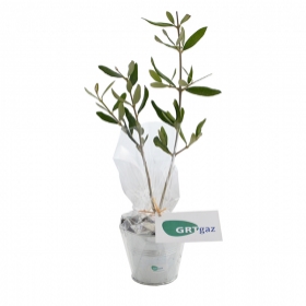 Plant d'arbre - Plant d'arbre en pot zinc - Feuillus