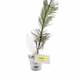 Advertising Tree plant - Plant d'arbre en pot zinc - Feuillus - 1