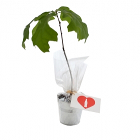 Advertising Tree plant - Plant d'arbre en pot zinc - Feuillus - 2