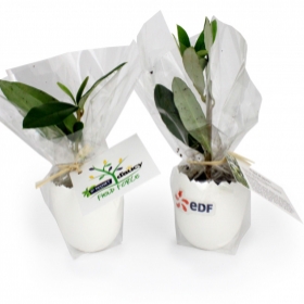 Advertising Planting kit - L'oeuf Mini Plant Arbre - 0