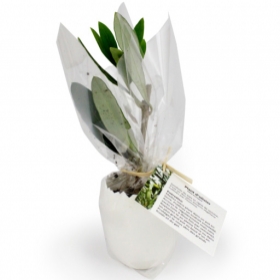 Advertising Planting kit - L'oeuf Mini Plant Arbre - 1