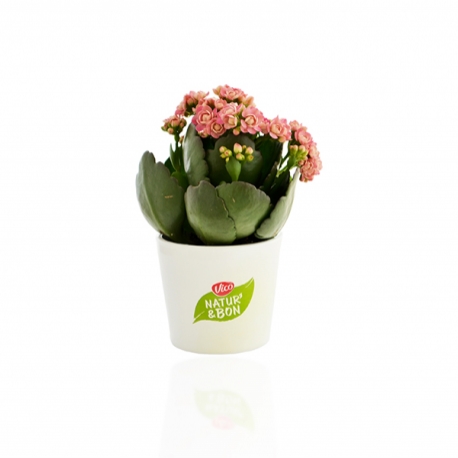 Plantes publicitaires - Mini plante dépolluante en pot ceramique