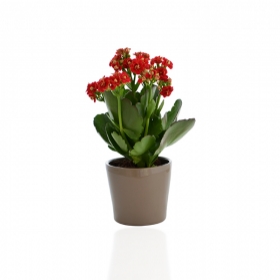 Plantes publicitaires - Mini plante dépolluante en pot ceramique - 2
