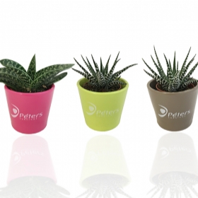 Plantes publicitaires - Mini plante dépolluante en pot ceramique - 3