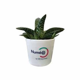 Plantes publicitaires - Mini plante dépolluante en pot ceramique - 4