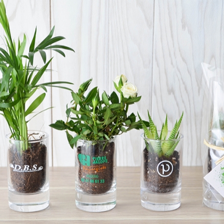 Advertising Plants - Plante en bocal