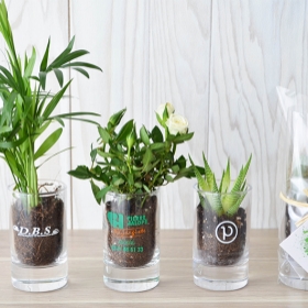 Advertising Plants - Plante en bocal - 0