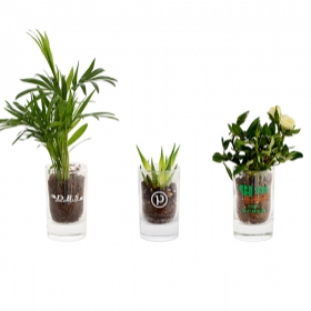 Advertising Plants - Plante en bocal - 1