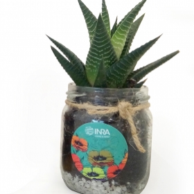 Advertising Plants - Plante en bocal - 2