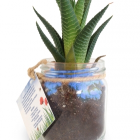 Advertising Plants - Plante en bocal - 4